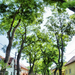 Debreceni utcák fákkal