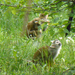 ZOO GYŐR