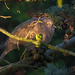 Alvó balkáni galamb