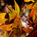 Őszi levelekre fókuszálva/a fény és árnyék kettőssége /Hegyi Til