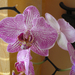 Orchideák otthon, SzG3