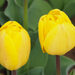 A pilisborosjenői tulipános kert, Orange lion, SzG3