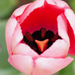 A pilisborosjenői tulipános kert, Pink imprassion, SzG3