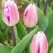 A pilisborosjenői tulipános kert, Striped flag, SzG3