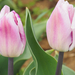 A pilisborosjenői tulipános kert, Striped flag, SzG3