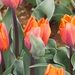 A pilisborosjenői tulipános kert, Princess irene, SzG3
