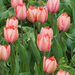 A pilisborosjenői tulipános kert, Salmon van eijk, SzG3