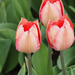 A pilisborosjenői tulipános kert, Salmon van eijk, SzG3