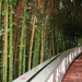 Bambusz övezte lépcsők