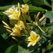 Sárga frangipani