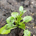 Éplevelű macskagyökér- Valeriana simplicifolia