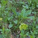 Helleborus viridis subsp viridis - zöld hunyor