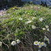 Ranunculus alpestris - havasi boglárka
