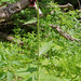 Cirsium waldsteinii - pompás aszat