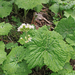 Petasites albus - fehér acsalapu