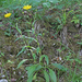 Buphthalmum salicifolium - fűzlevelű ökörszem