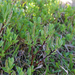 Salix retusa - csorbafűz