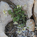 Arabis alpina subsp alpina - havasi ikravirág