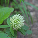 Trifolium noricum subsp noricum - here