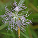 Dianthus superbus subsp superbus - buglyos szegfű