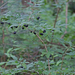Lonicera nigra - fekete lonc termés