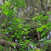 Clematis alpina subsp alpina - havasi iszalag alfaja