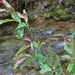 Salix silesiaca - sziléziai fűz virágzata