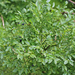 Vaccinium myrtillus - fekete áfonya termés