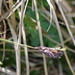 Sesleria varia - tarka nyúlfarkfű virágzata