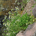Arabis alpina - havasi ikravirág