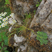Saxifraga paniculata - fürtös kőtörőfű
