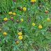 Trifolium badium - barna here