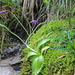 Pinguicula vulgaris - lápi hízóka