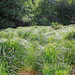 Carex elata - zsombéksás Malom-völgy