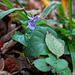 Viola reichenbachiana - erdei ibolya