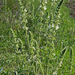 Salvia austriaca - osztrák zsálya