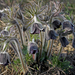 Pulsatilla grandis subsp nigricans - feketéllő kökörcsin
