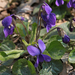 Viola cyanea - kék ibolya