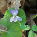Viola odorata - illatos ibolya