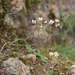 Erophila verna - tavaszi ködvirág