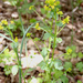 Barbarea vulgaris - közönséges borbálafű