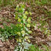 Euphorbia amygdaloides - erdei kutyatej