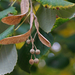 Tilia platyphyllos - nagylevelű hárs termés