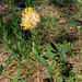 Anthyllis vulneraria subsp polyphylla - magyar nyúlszapuka