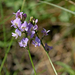 Astragalus austriacus - kisvirágú csűdfű