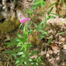 Trifolium rubens - pirosló here