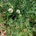 Trifolium montanum - hegyi here