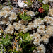 Paronychia cephalotes sp cephalotes - ezüstaszott