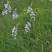 Veronica austriaca subsp teucrium - Gamandorveronika
