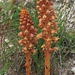 Orobanche caryophyllacea - galajfojtó vajvirág